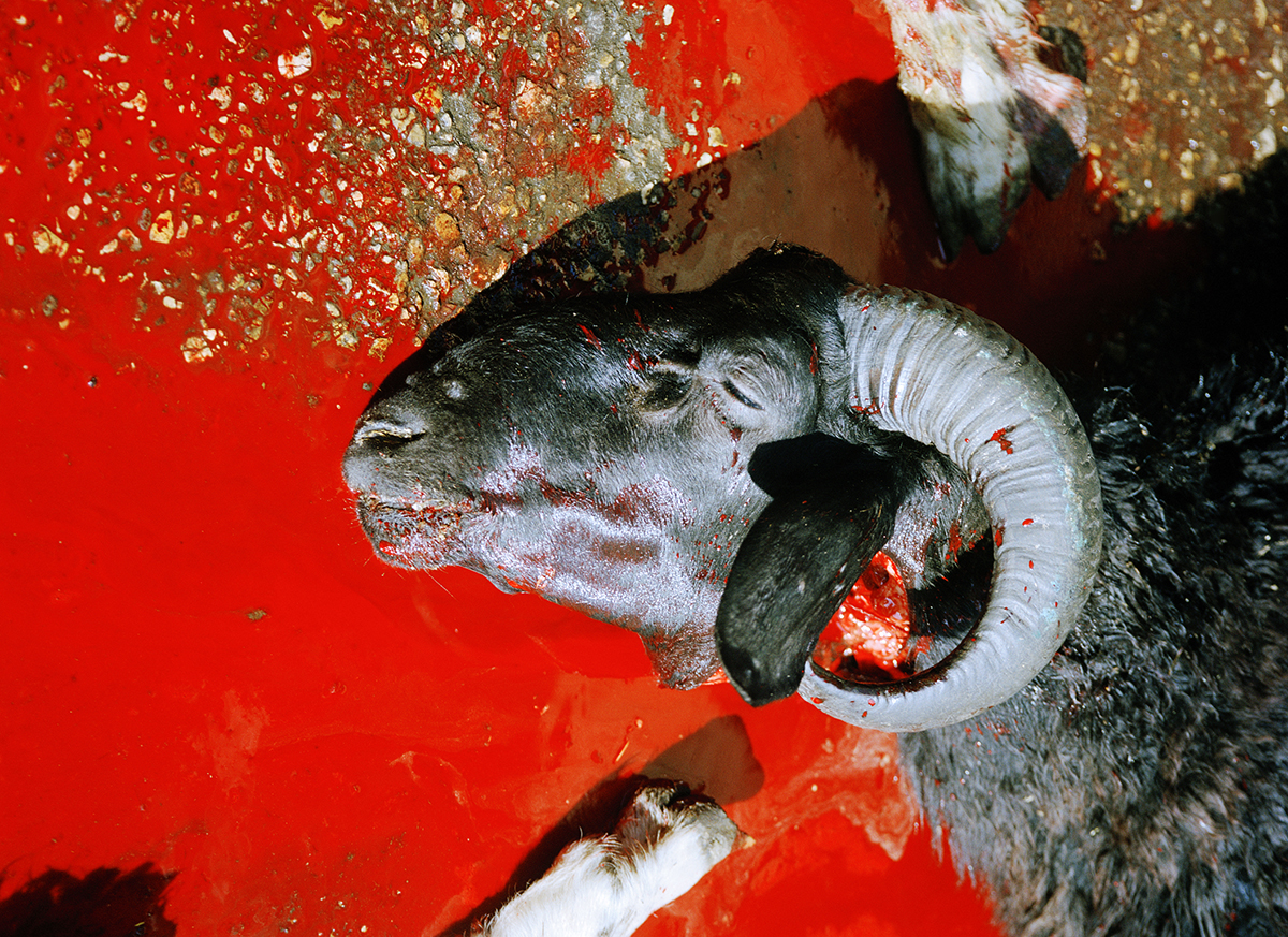 Halal butchering